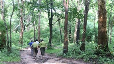 Quản lý bảo vệ rừng và đất rừng trên địa bàn tỉnh Bình Thuận