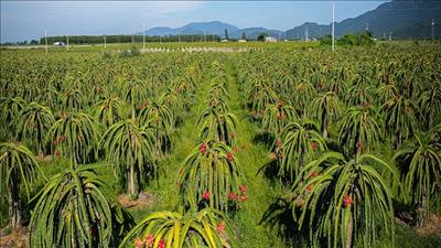 Chuyển đổi sản xuất thanh long tại Bình Thuận theo mô hình nông nghiệp xanh