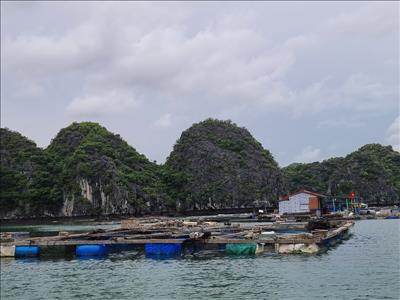 Hải Phòng: Tháo dỡ các cơ sở nuôi trồng thủy sản trên các vịnh là nhiệm vụ quan trọng