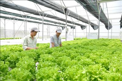 Hà Nội: Bổ sung gần 49 tỷ đồng ứng dụng công nghệ cao trong nông nghiệp