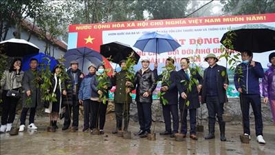 Vườn quốc gia Ba Vì trồng mới 100.000 cây gỗ quý