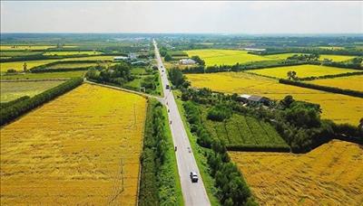 Quyết định chuyển mục đích sử dụng đất trồng lúa tại một số tỉnh