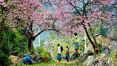Người H’Mông đón Tết