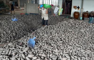 Giá nhiều loại nông sản miền Tây chạm đáy