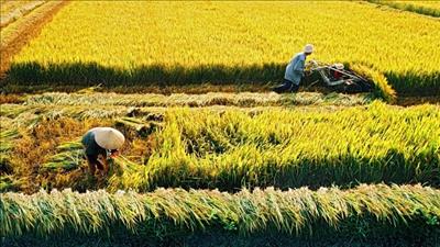 Chuyển đổi 142,61 ha đất nông nghiệp xây cụm công nghiệp tại Long An