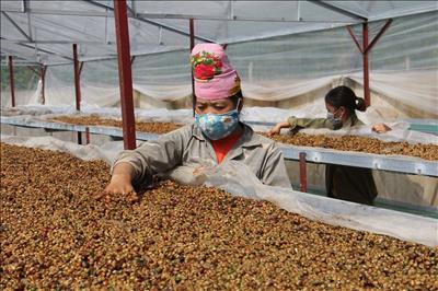 Sơn La: Giá cà phê ổn định nhất trong 10 năm