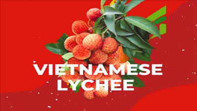 Xuất khẩu 100 tấn vải thiều sang Australia