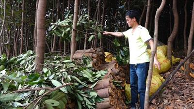 Quế hữu cơ Quảng Ninh được đón nhận tại thị trường châu Âu