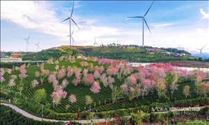 Mai anh đào Đà Lạt: biểu tượng mĩ cảm, năng lượng văn hóa 