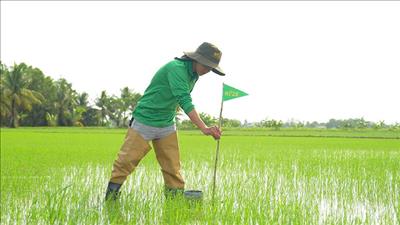 Startup giúp trồng lúa giảm thải tại Việt Nam gọi vốn 31 triệu USD
