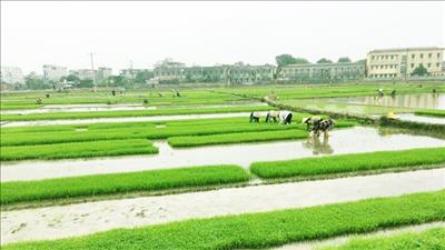 Cấp nước phục vụ đổ ải, gieo cấy vụ Đông Xuân 2020 gặp nhiều khó khăn