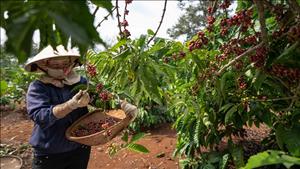 Thúc đẩy kinh tế tuần hoàn từ người nông dân