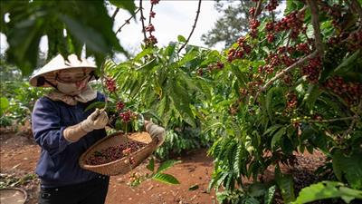 Thúc đẩy kinh tế tuần hoàn từ người nông dân