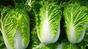 Lợi ích của cải thảo với sức khỏe