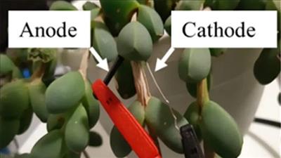 Biến cây thành “pin mặt trời sống”