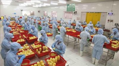 Vốn đầu tư FDI đăng ký mới tăng mạnh trong 5 tháng đầu năm