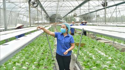 Xây dựng và phát triển chuỗi giá trị xanh trong nông nghiệp