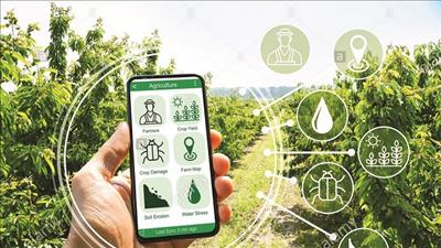Sớm triển khai xây dựng hệ thống giám sát, đánh giá công tác chuyển đổi số