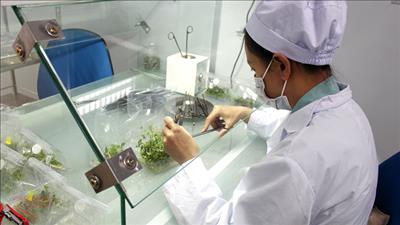 Ban hành quy định về chế độ, chính sách đối với chuyên gia cao cấp