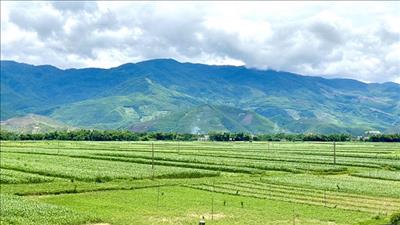 Sửa đổi quy định về sử dụng kinh phí hỗ trợ bảo vệ, phát triển đất trồng lúa