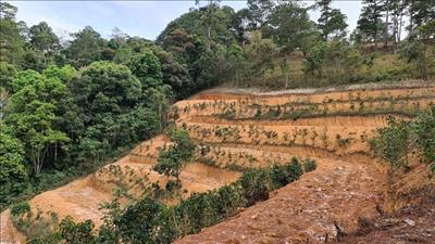 Xử lý tình trạng phá rừng, lấn chiếm đất rừng trái pháp luật