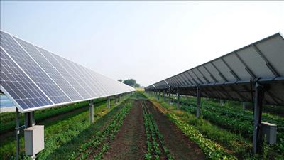 Bình Định tăng cường quản lý các trang trại nông nghiệp có lắp đặt hệ thống ĐMTMN