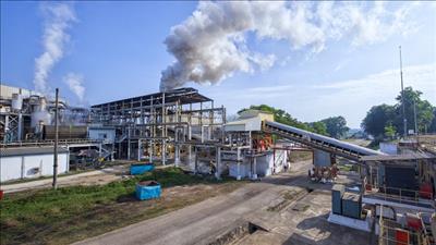 Phát triển năng lượng sinh học Việt Nam góp phần thực hiện cam kết COP26