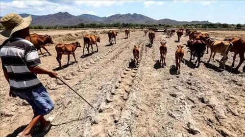 Cảnh báo “đỉnh điểm” của thời tiết cực đoan do El Nino