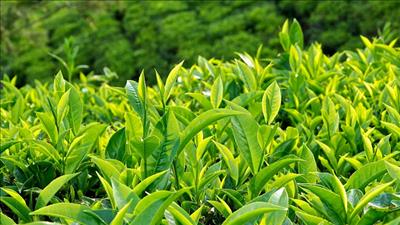 Những thực phẩm giàu chất chống oxy hóa tốt cho gan