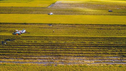 Sản xuất lúa gạo phát thải thấp, góp phần phát triển nông nghiệp xanh, bền vững