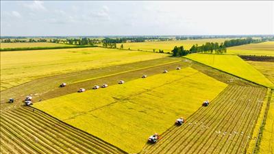 Thực hiện đồng bộ các nhiệm vụ, giải pháp thúc đẩy sản xuất, xuất khẩu gạo trong tình hình mới