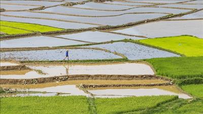 Bổ sung nguồn nước từ các hồ chứa thủy điện phục vụ gieo cấy