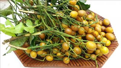 Quất hồng bì – vị thuốc từ thiên nhiên
