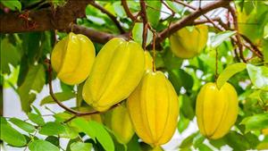 5 lợi ích của quả khế với sức khỏe