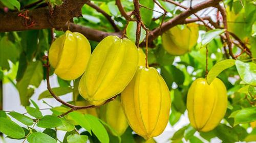 5 lợi ích của quả khế với sức khỏe