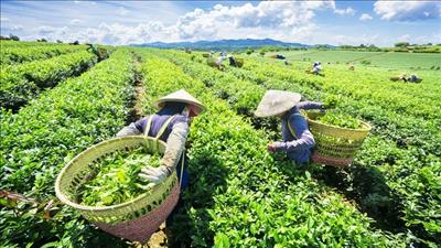 Doanh nghiệp hướng tới phát triển xanh, bền vững