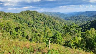 EU tài trợ 20 triệu Euro hỗ trợ ngành lâm nghiệp Việt Nam