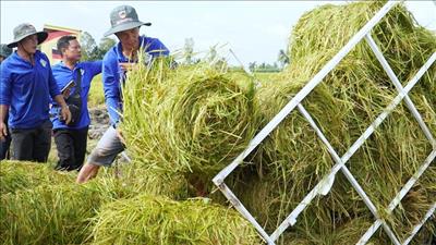 Tăng cường chuỗi giá trị rơm rạ hỗ trợ Đề án 1 triệu ha lúa chất lượng cao