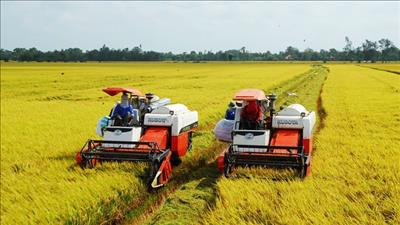  Vùng đồng bằng sông Cửu Long triển khai áp dụng Quy trình sản xuất lúa chất lượng cao, phát thải thấp