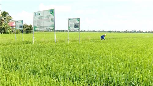 Mở rộng diện tích, hướng đến mục tiêu 1 triệu ha lúa chất lượng cao và phát thải thấp