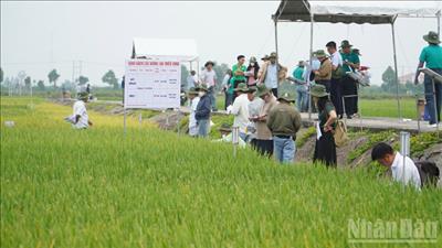 Giống lúa mới mở hướng phát triển phân khúc gạo chất lượng cao