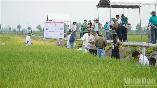 Giống lúa mới mở hướng phát triển phân khúc gạo chất lượng cao