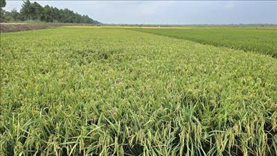 Xây dựng quy trình sản xuất lúa giảm phát thải