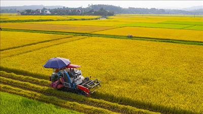 Đề án phát triển 1 triệu ha lúa chất lượng cao mang lại nhiều lợi ích về kinh tế và môi trường