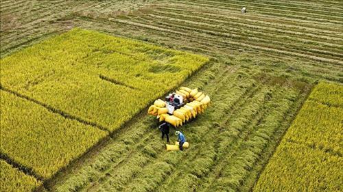 Thực hiện các giải pháp nhằm ổn định thị trường lúa gạo, hỗ trợ nông dân tiêu thụ sản phẩm