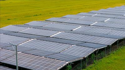 Trang trại lắp điện mặt trời có thể thu lợi nhuận 1 tỷ đồng mỗi ha