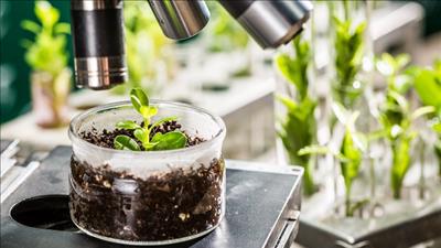 Hoàn thiện khung pháp lý cho công nghệ chỉnh sửa gen, tạo bứt phá trong ngành nông nghiệp