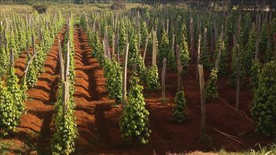 Phát triển nông nghiệp xanh tạo thương hiệu sản phẩm trên thị trường thế giới