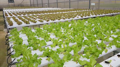 Phê duyệt Chương trình phát triển 1.000 doanh nghiệp tiên phong giai đoạn 2026 - 2030