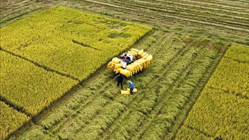 Đề xuất chính sách hỗ trợ phát triển liên kết chuỗi giá trị nông nghiệp bền vững